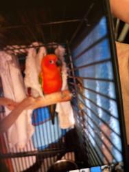 Lost Male Bird last seen Keysight Technologies, Santa Rosa, CA 95403