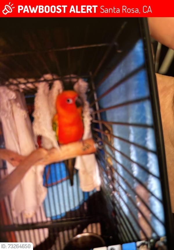 Lost Male Bird last seen Keysight Technologies, Santa Rosa, CA 95403