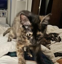 Lost Female Cat last seen Bridgeway ln and tanasbrook, Beaverton, OR 97006