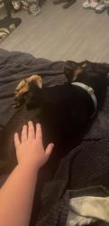 Lost Male Dog last seen 8th and Market, Wichita, KS 67214