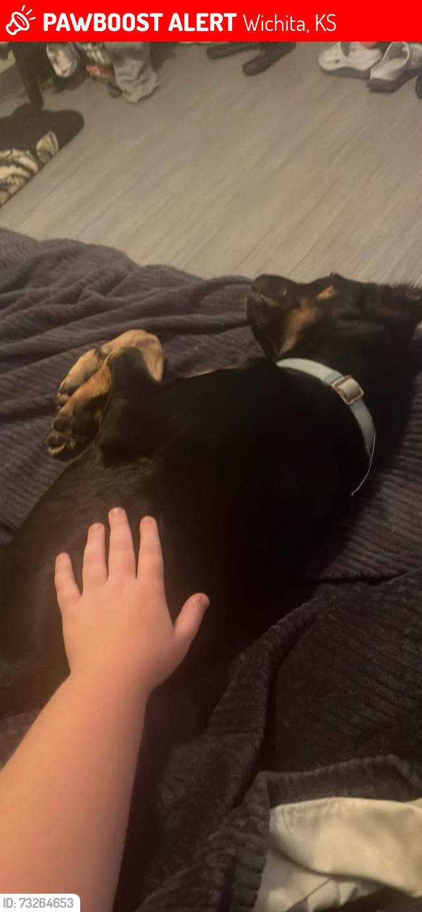 Lost Male Dog last seen 8th and Market, Wichita, KS 67214