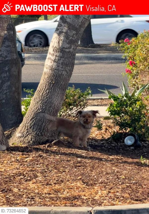 Lost Female Dog last seen Riggin and dinuba blvd last see. Tj maxx, Visalia, CA 93277