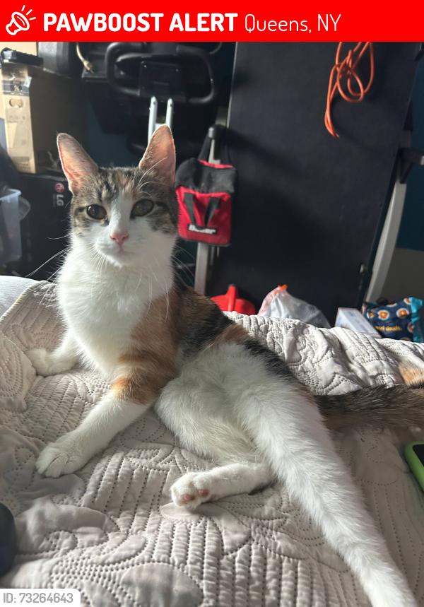 Lost Female Cat last seen Beach 79th street & Rockaway Beach Blvd, Queens, NY 11693