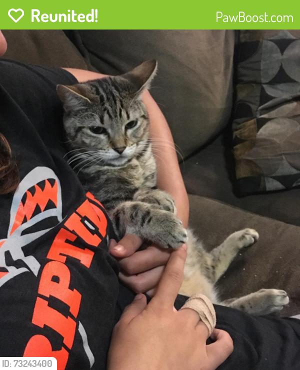 Reunited Female Cat last seen 39th Avenue and Judah, San Francisco, CA 94122