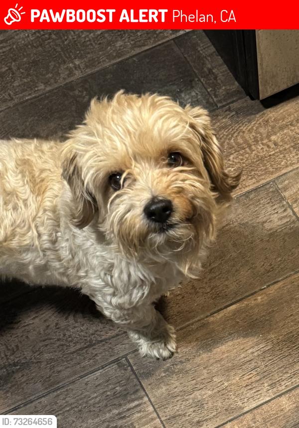 Lost Male Dog last seen Beekley Rd, Phelan, CA 92371