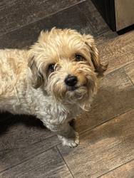 Lost Male Dog last seen Beekley Rd, Phelan, CA 92371