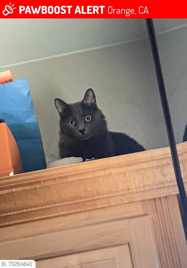 Lost Male Cat last seen South Kathleen Ln and Chapman, Orange, CA 92869