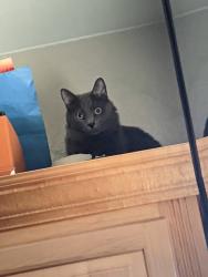 Lost Male Cat last seen South Kathleen Ln and Chapman, Orange, CA 92869