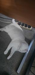Lost Male Cat last seen Canterbury avenue, Sholing, England SO19 1EG