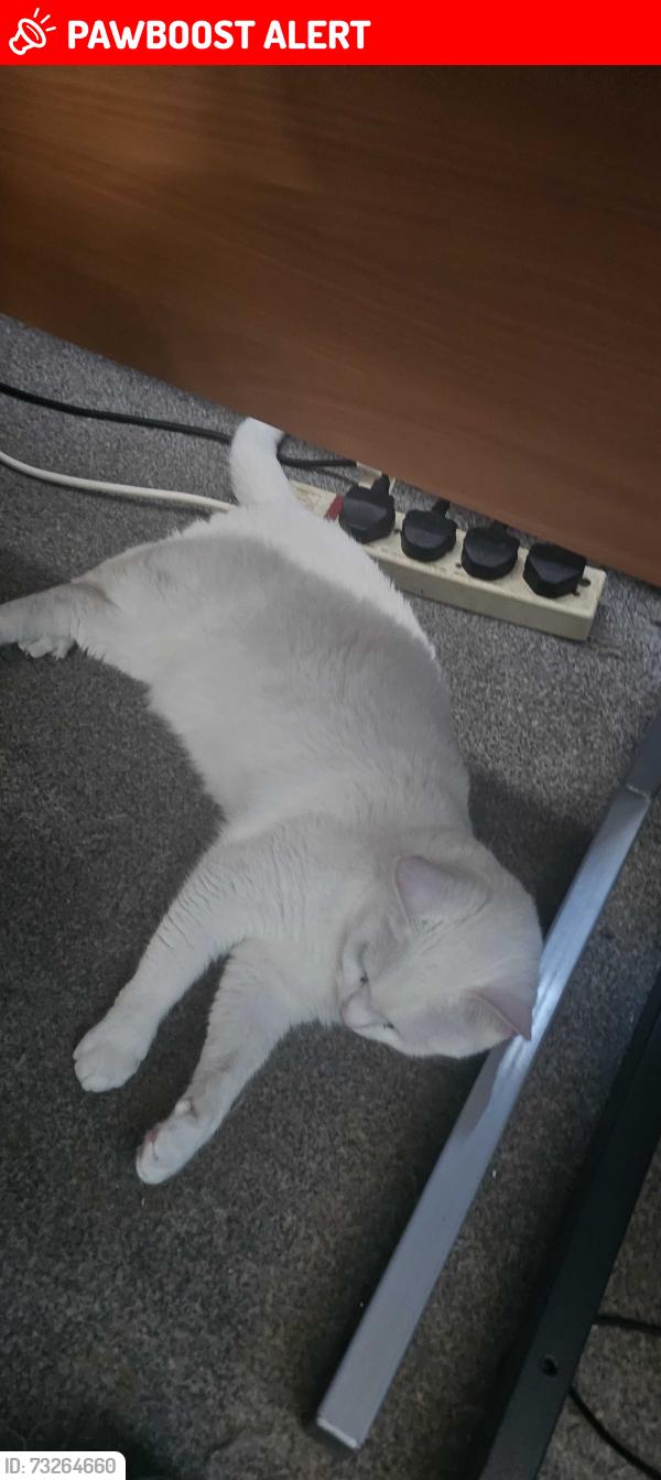 Lost Male Cat last seen Canterbury avenue, Sholing, England SO19 1EG