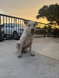Found/Stray Male Dog last seen IH-10 West Frontage Road & Colonnade Blvd, San Antonio, TX 78230