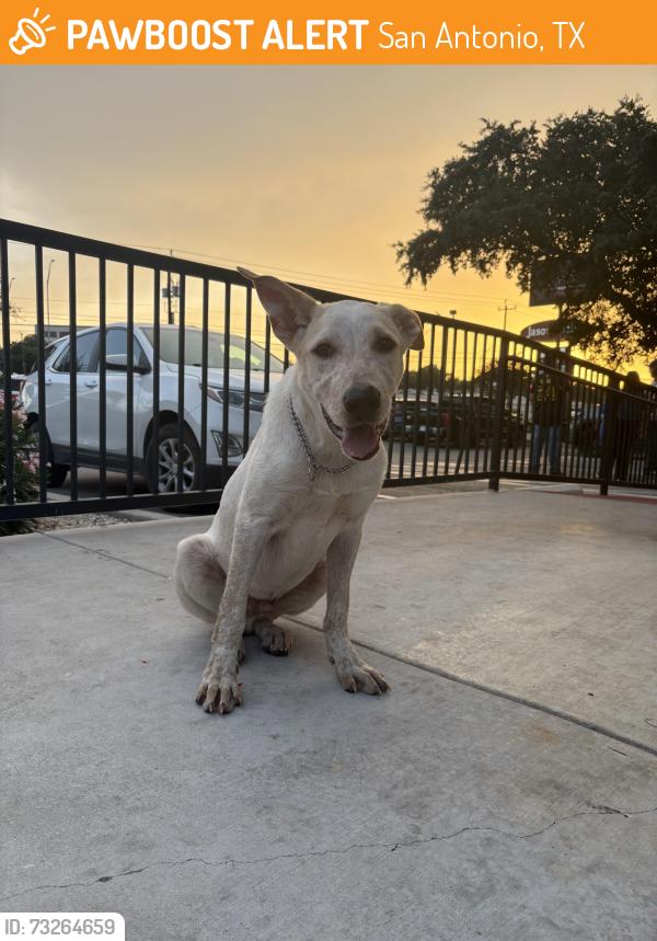 Found/Stray Male Dog last seen IH-10 West Frontage Road & Colonnade Blvd, San Antonio, TX 78230