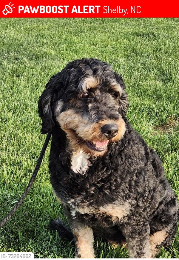 Lost Female Dog last seen Pinnacle crossing, Shelby, NC 28152