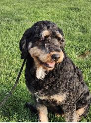 Lost Female Dog last seen Pinnacle crossing, Shelby, NC 28152