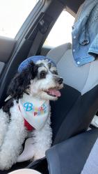 Reunited Male Dog last seen 64th st and s wapato st, Tacoma, WA 98409