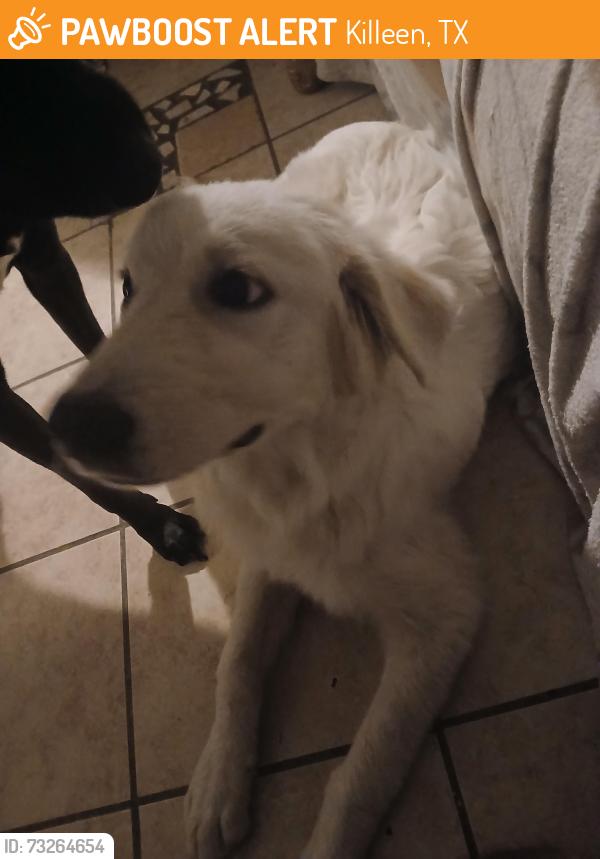 Found/Stray Female Dog last seen Near the barbershops, Killeen, TX 76541