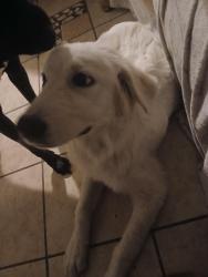 Found/Stray Female Dog last seen Near the barbershops, Killeen, TX 76541