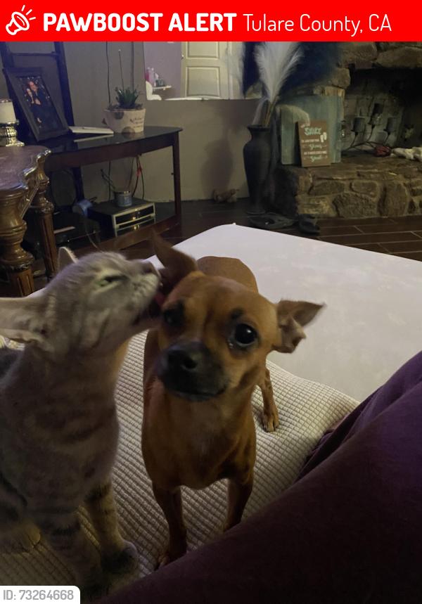 Lost Female Dog last seen Road 222 near Avenue 204, Lindsay, Tulare County, CA 93247