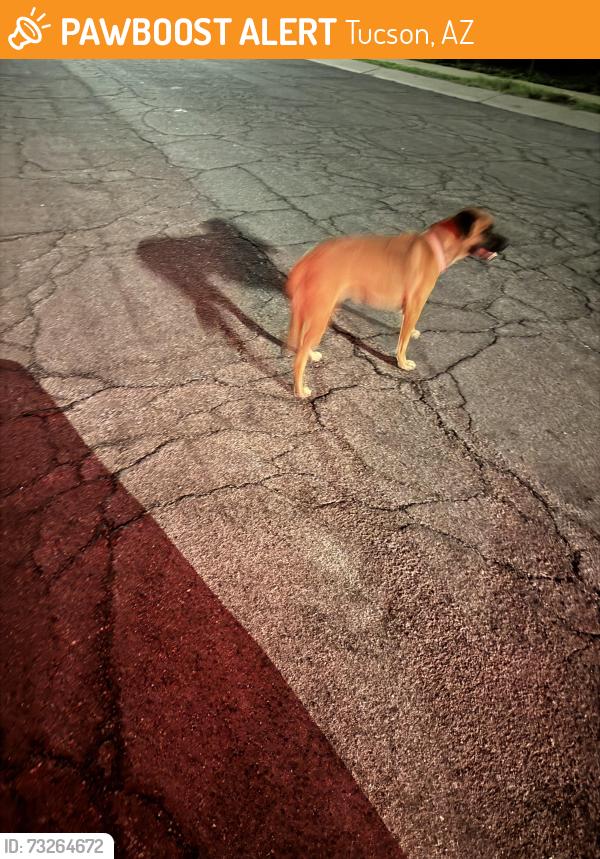 Found/Stray Female Dog last seen W Calle Garcia and missiondale, Tucson, AZ 85706