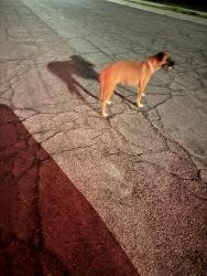 Found/Stray Female Dog last seen W Calle Garcia and missiondale, Tucson, AZ 85706