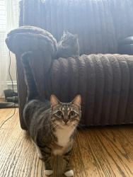 Lost Female Cat last seen Roscoe and Lockwood Street, Chicago, IL 60641
