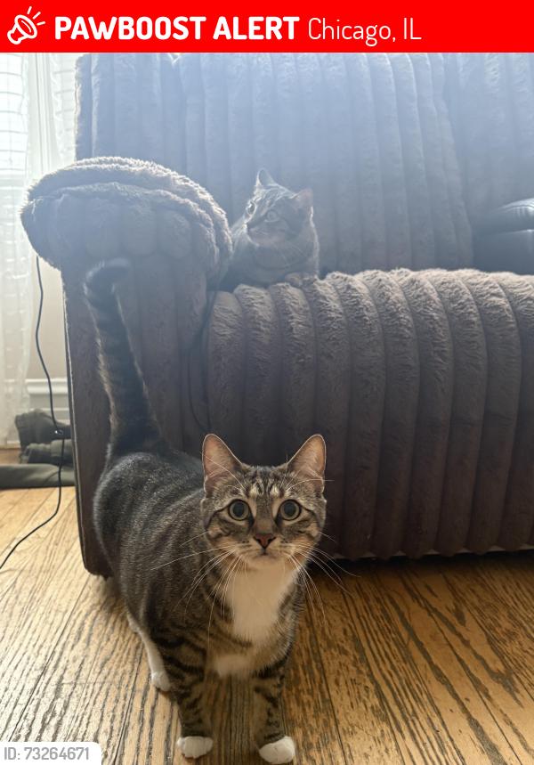 Lost Female Cat last seen Roscoe and Lockwood Street, Chicago, IL 60641