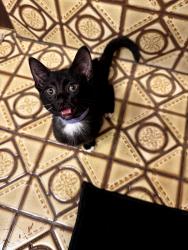 Found/Stray Female Cat last seen 103rd and Eberhart Ave, Chicago, IL 60628