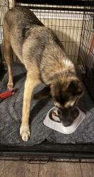 Reunited Male Dog last seen Cole Bridge ln, Cypress, TX 77429
