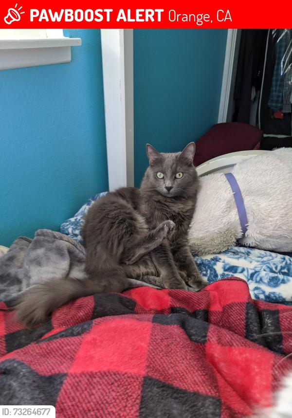 Lost Male Cat last seen South Kathleen Ln and Chapman, Orange, CA 92869