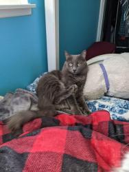 Lost Male Cat last seen South Kathleen Ln and Chapman, Orange, CA 92869