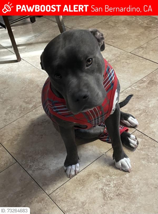 Lost Male Dog last seen Baseline San Bernardino, San Bernardino, CA 92411