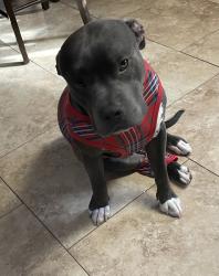Lost Male Dog last seen Baseline San Bernardino, San Bernardino, CA 92411