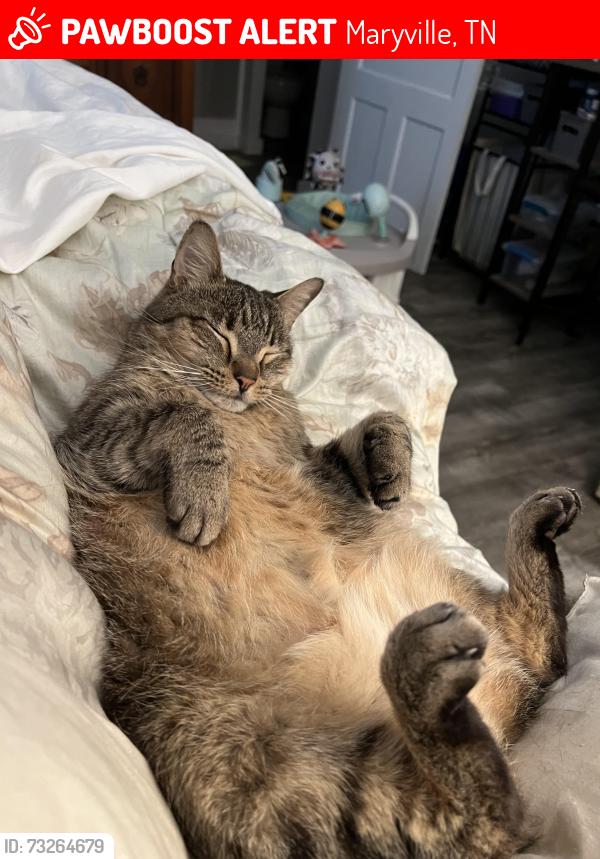 Lost Male Cat last seen Dollar Store, Maryville, TN 37804