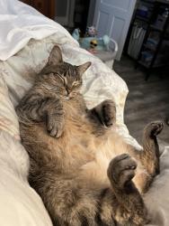 Lost Male Cat last seen Dollar Store, Maryville, TN 37804
