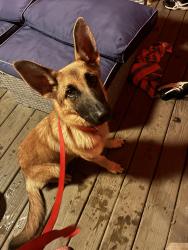 Found/Stray Female Dog last seen Turkey run park, Louisville, KY 40299