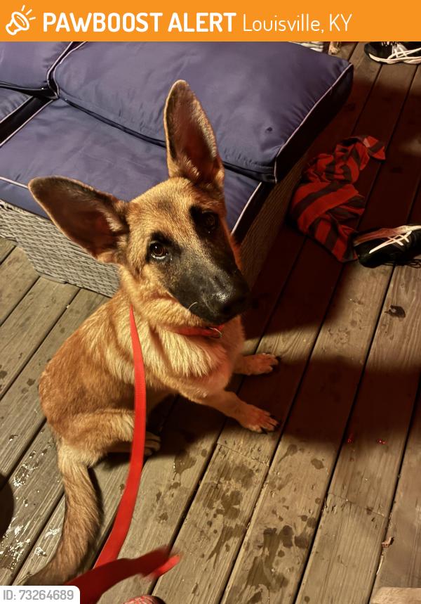Found/Stray Female Dog last seen Turkey run park, Louisville, KY 40299