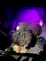 Found/Stray Male Dog last seen Legion Rd, Hope Mills, NC 28348