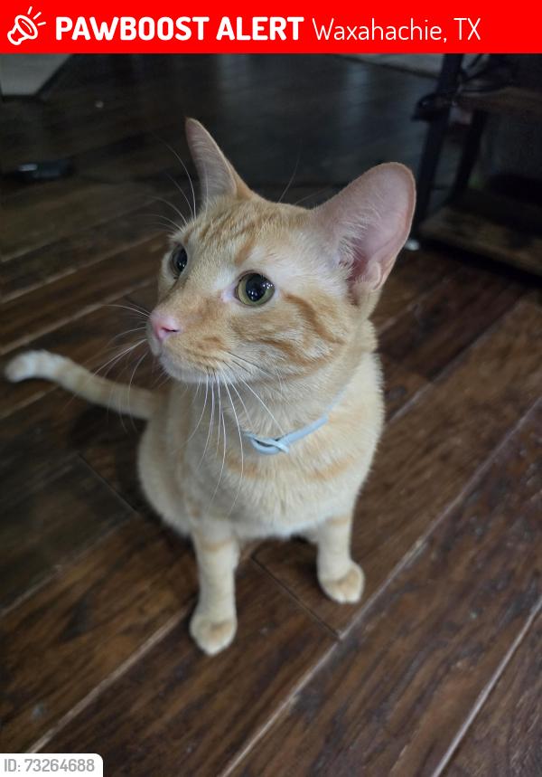 Lost Male Cat last seen Park place and Santa fe trail by sports complex, Waxahachie, TX 75165