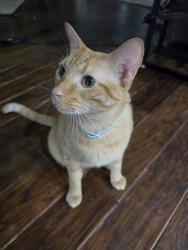 Lost Male Cat last seen Park place and Santa fe trail by sports complex, Waxahachie, TX 75165