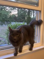 Reunited Female Cat last seen Ingram and Tulane, Raleigh, NC 27604