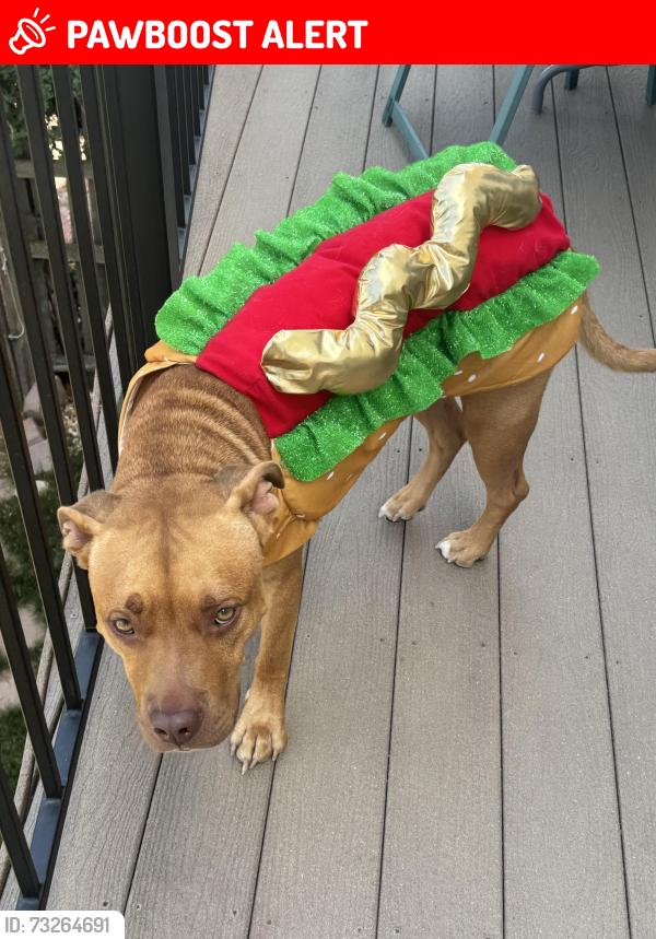 Lost Male Dog last seen Barnes rd, Colorado Springs, CO 80922