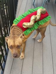Lost Male Dog last seen Barnes rd, Colorado Springs, CO 80922