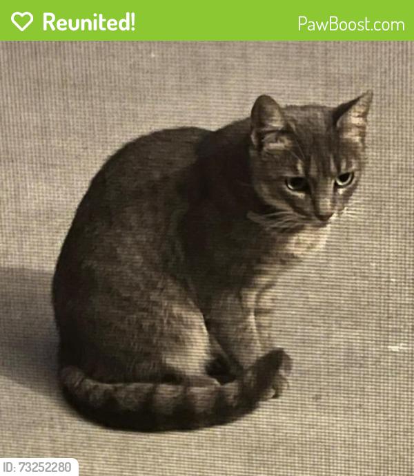 Reunited Unknown Cat last seen Reed/Monroe and Lawrence, Sunnyvale, CA 94086