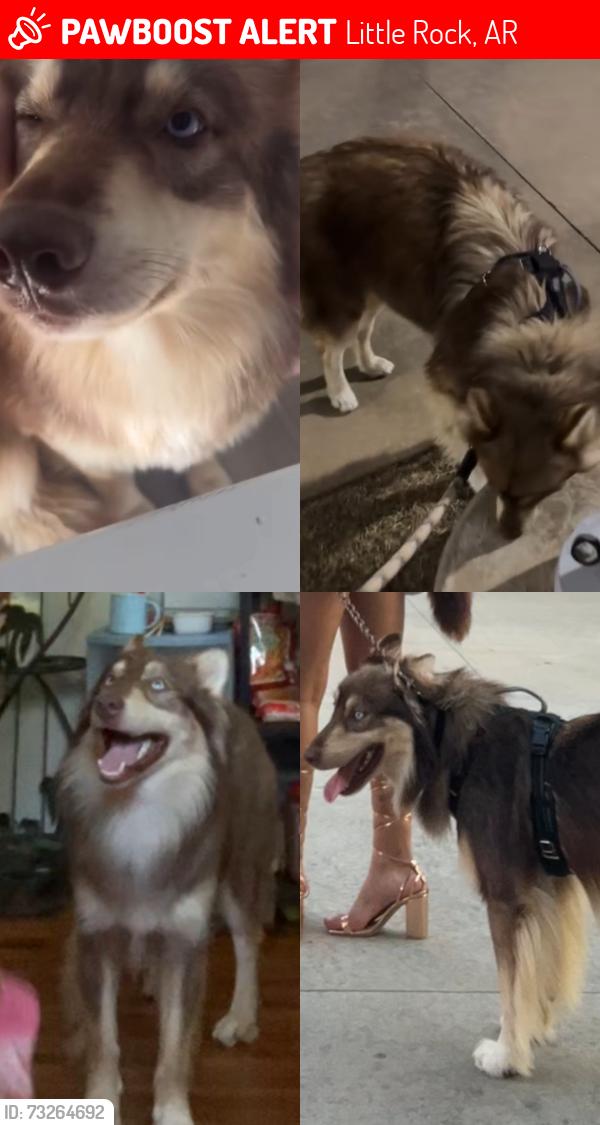 Lost Male Dog last seen Near L street, Little Rock, AR 72207