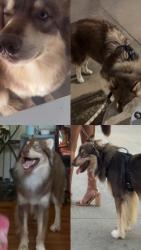 Lost Male Dog last seen Near L street, Little Rock, AR 72207