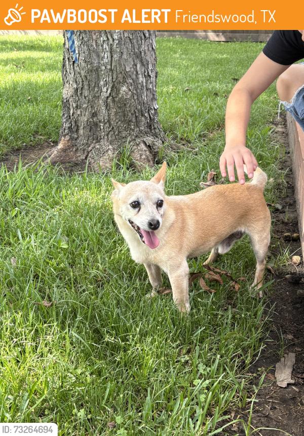 Found/Stray Male Dog last seen Friendswood, Friendswood, TX 77546
