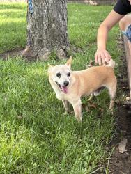 Found/Stray Male Dog last seen Friendswood, Friendswood, TX 77546