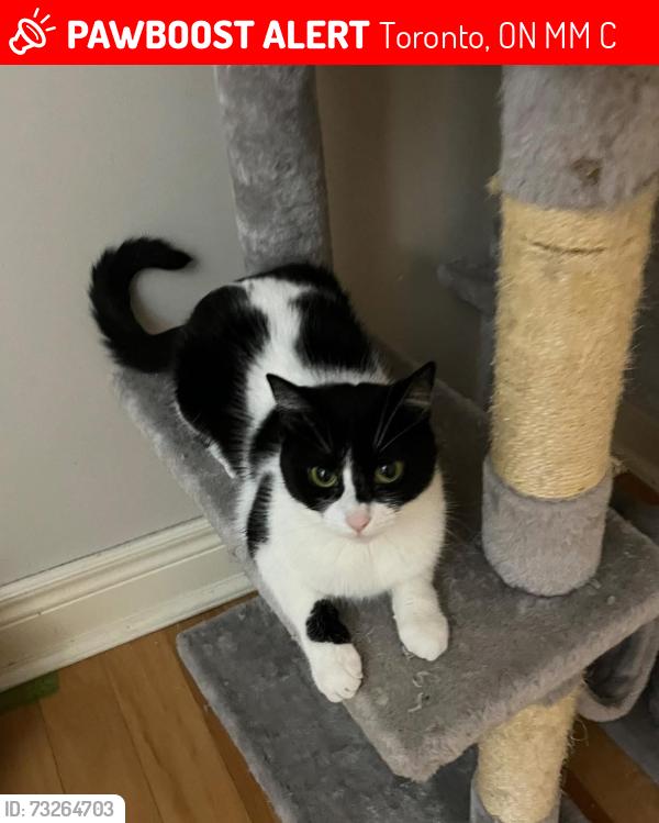 Lost Female Cat last seen Jane & Wilson, Toronto, ON M3M 1C1