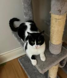 Lost Female Cat last seen Jane & Wilson, Toronto, ON M3M 1C1