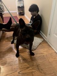Found/Stray Male Dog last seen Lantern wood drive Scottdale ga, Scottdale, GA 30079